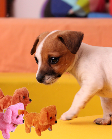 Puppy standing next to three dog-shaped toys on a colorful background