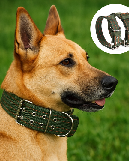 Dog wearing a green collar with a close-up inset of the collar design on a grassy background.