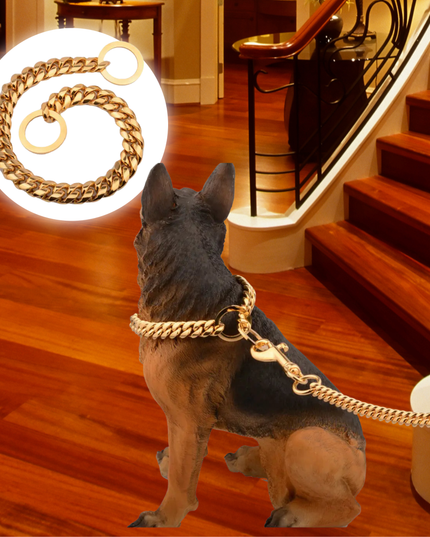 Dog wearing a gold chain collar in a home setting with wooden floor and staircase.