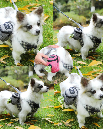 Collage of a small dog wearing a checkered harness in various poses on grass.