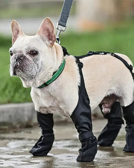 Dog wearing black boots and a green collar on a wet pavement.