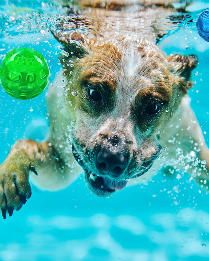 Dog swimming underwater with two balls, one green and one blue, in a pool.
