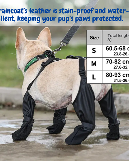 Dog wearing a raincoat with size chart on a wet pavement background