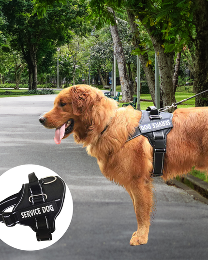 Dog wearing a 'Service Dog' harness in a park setting