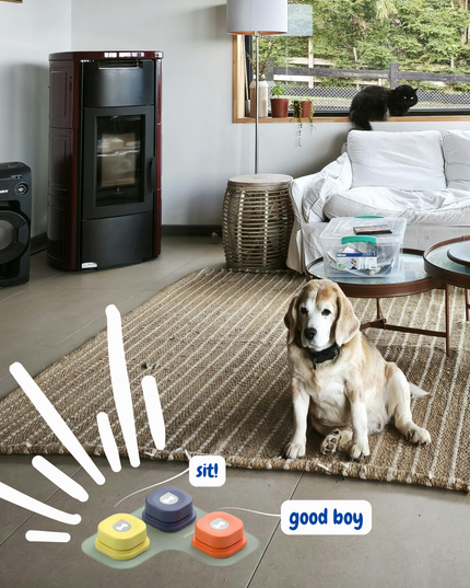 Dog sitting on a rug in a living room with electronic dog training devices displayed.