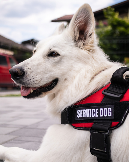 White dog wearing a red 'SERVICE DOG' harness outdoors.
