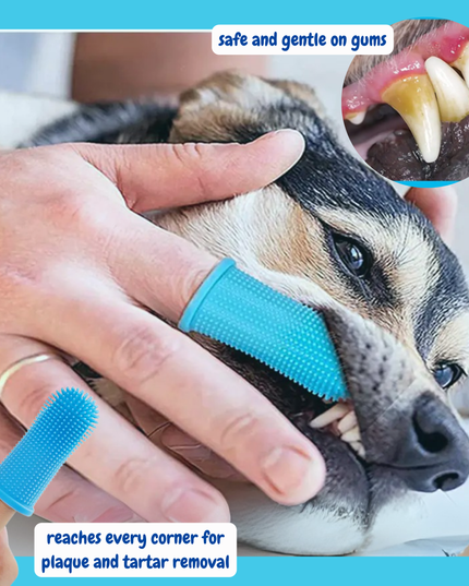 Dog being groomed with a blue grooming tool, showing teeth and gums.