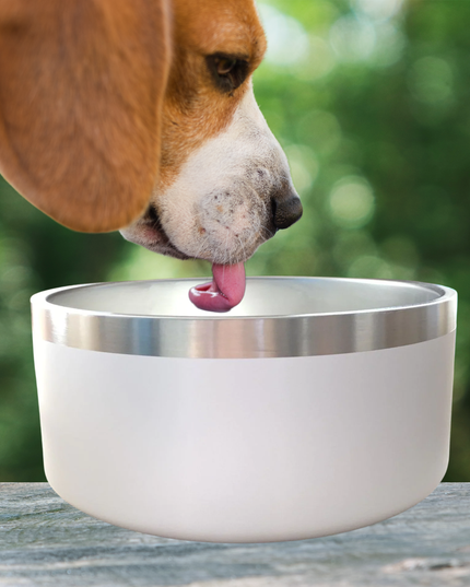 Dog drinking from a white bowl with a silver rim against a blurred green background