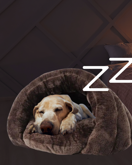 Dog sleeping in a brown pet bed with 'ZZ' symbol on a dark background