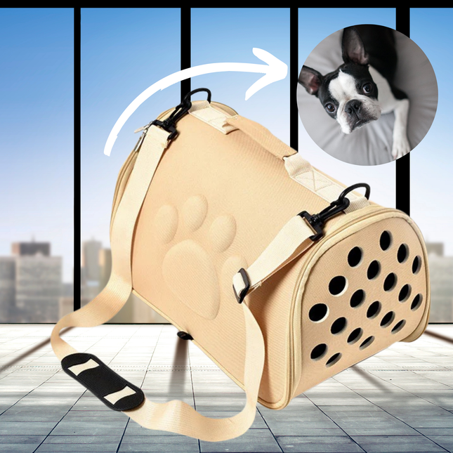 Pet carrier with a dog wearing a cone in an inset image, set against a cityscape background.