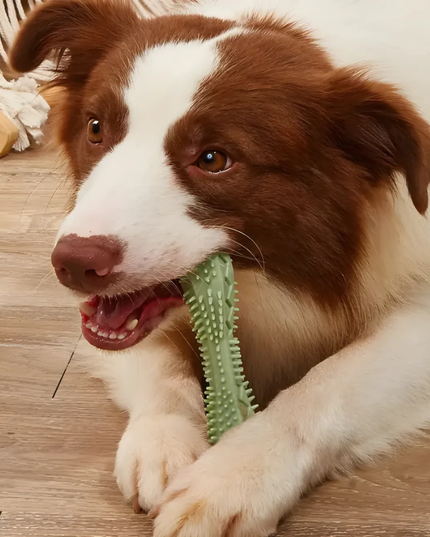 Brown and white dog playing with a green toy on a wooden floor