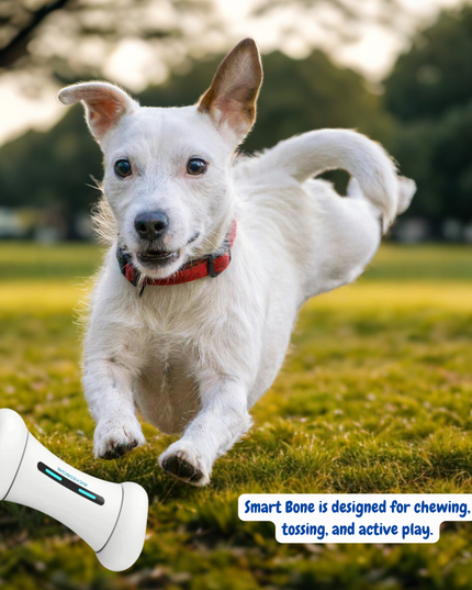 White dog running on grass with a Smart Bone toy in the foreground