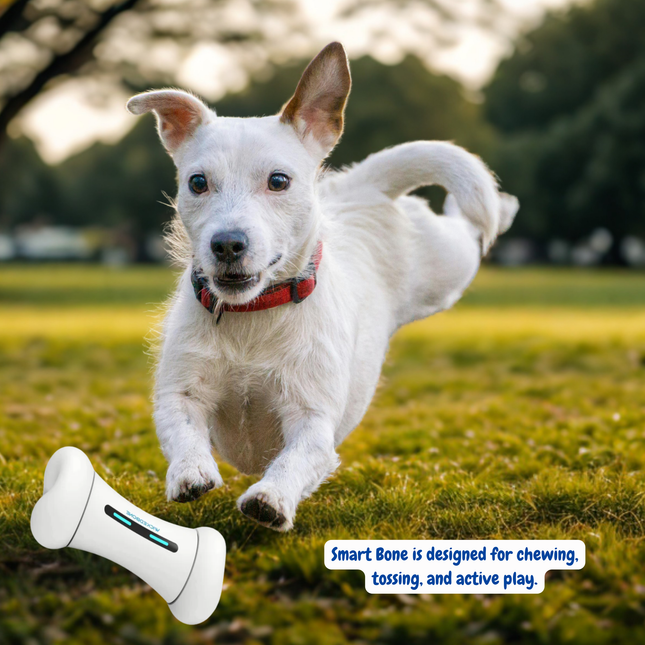 White dog running on grass with a Smart Bone toy in the foreground