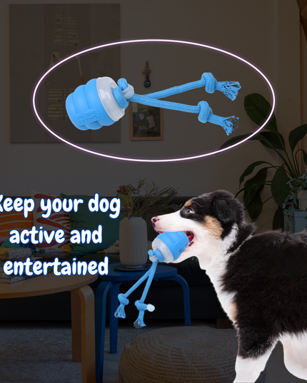 Dog playing with a blue toy in a living room setting