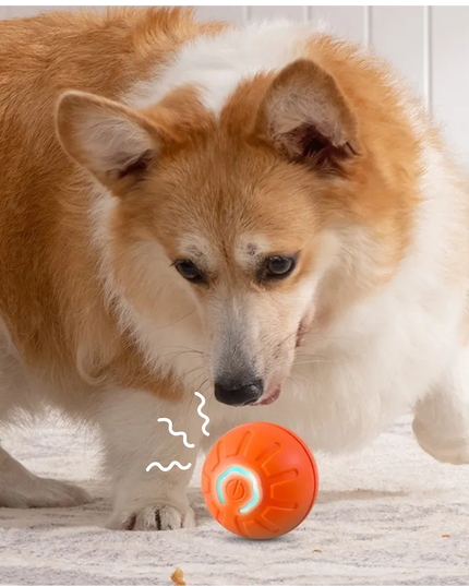 Dog playing with an orange ball on a wooden floor