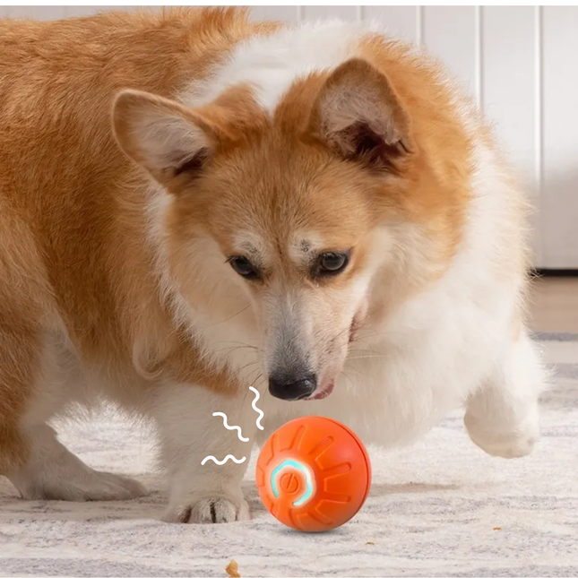 Dog playing with an orange ball on a wooden floor