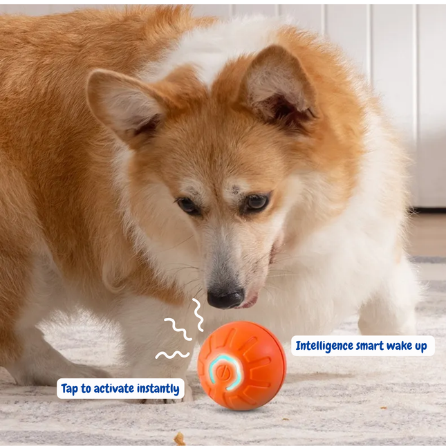 Dog interacting with an orange ball labeled 'Intelligence smart wake up' on a wooden floor.