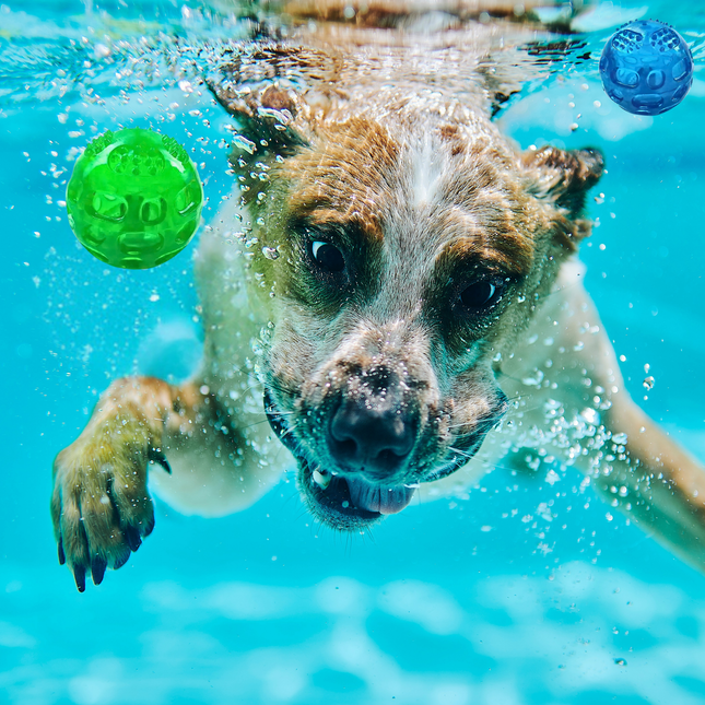 Dog swimming underwater with two balls, one green and one blue, in a pool.