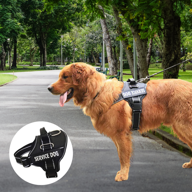 Dog wearing a 'Service Dog' harness in a park setting