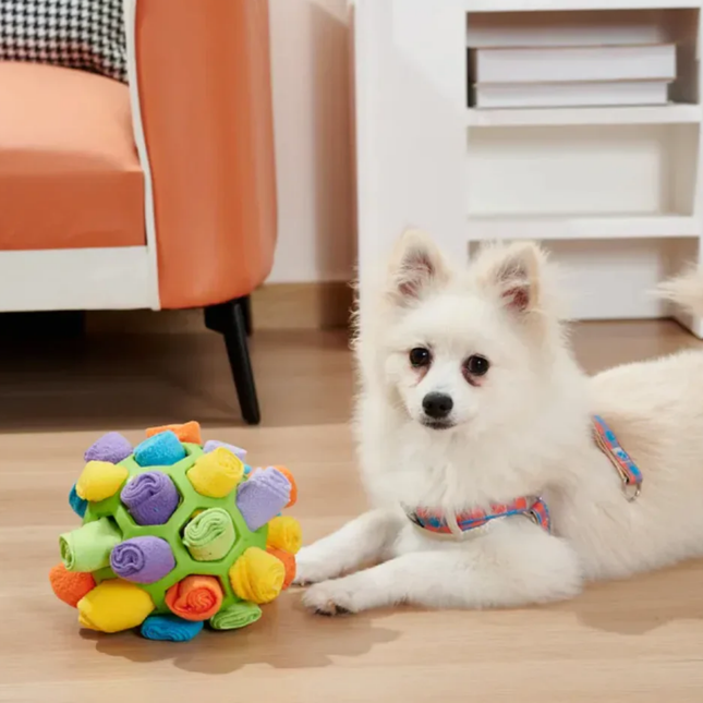 White dog with a colorful ball toy on a wooden floor.