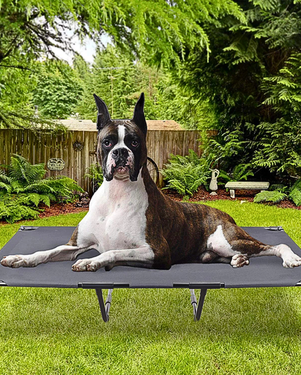 Dog lying on a elevated pet bed in a garden