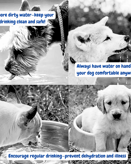 Collage of dogs drinking water with text emphasizing the importance of clean water for pets.