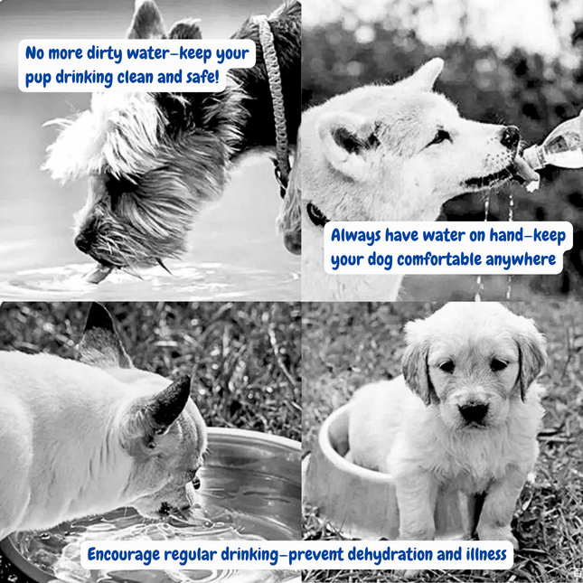 Collage of dogs drinking water with text emphasizing the importance of clean water for pets.