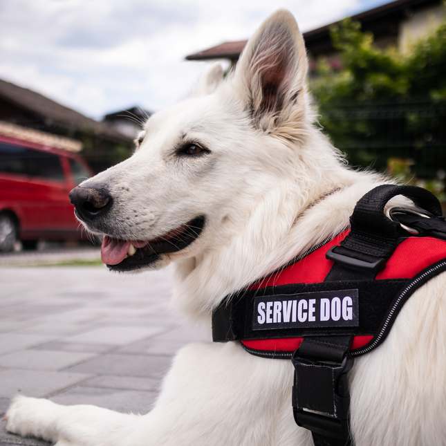 White dog wearing a red 'SERVICE DOG' harness outdoors.