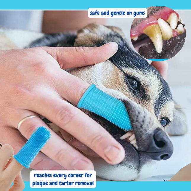 Dog being groomed with a blue grooming tool, showing teeth and gums.